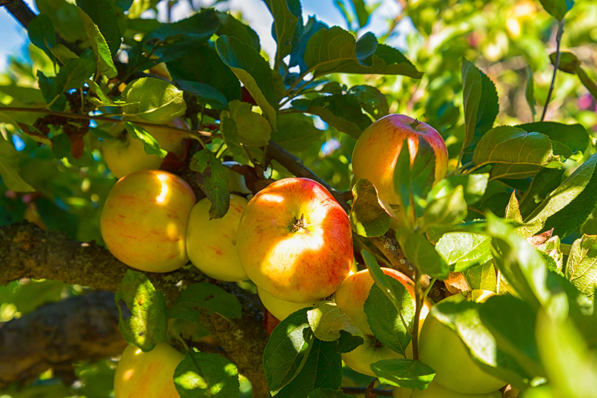 Stručný průvodce: Jak správně zasadit a pěstovat ovocné stromy a drobné ovoce