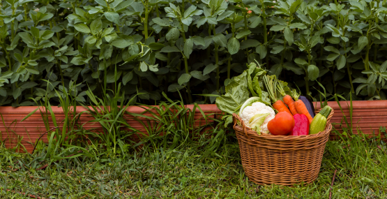 Osevní plán: Jak na zeleninové záhony, aby plodily celou sezónu