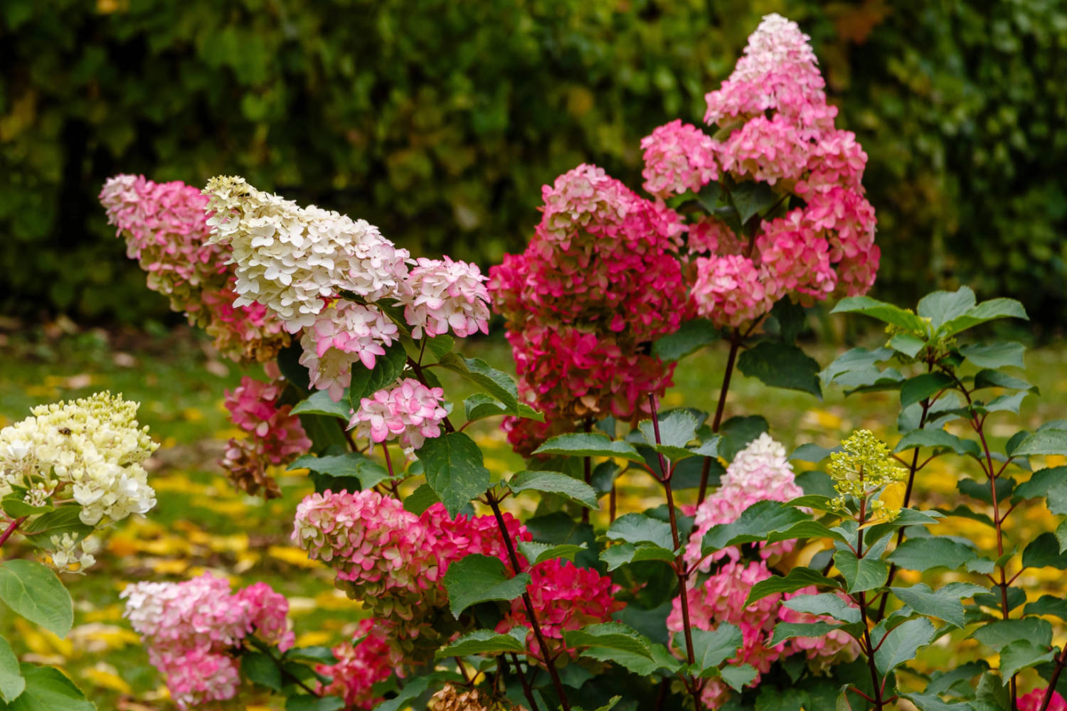 Tajemství úspěšného pěstování hortenzií latnatých