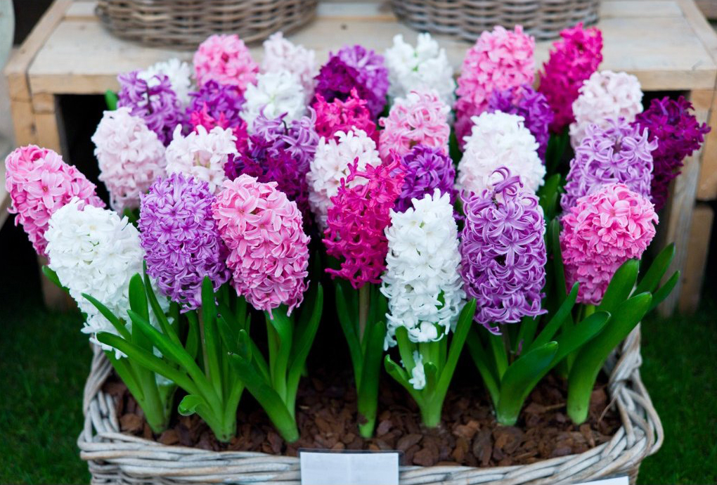 Vypěstujte si hyacinty: Užijte si vůni bohatých květů i vy!