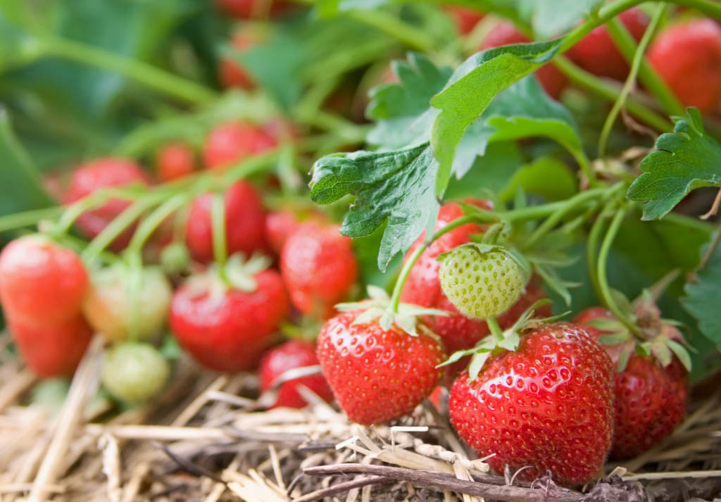 Pěstování jahod bez použití postřiků