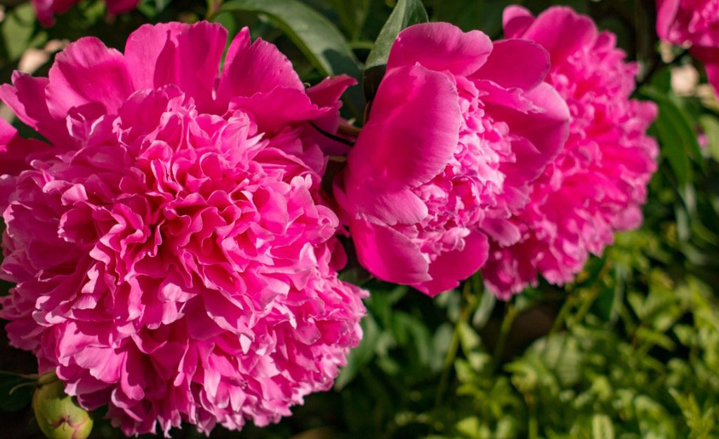 Pěstování pivoňky: jaké nároky má oblíbená pivoňka dřevitá, pivoňka lékařská a pivoňka čínská