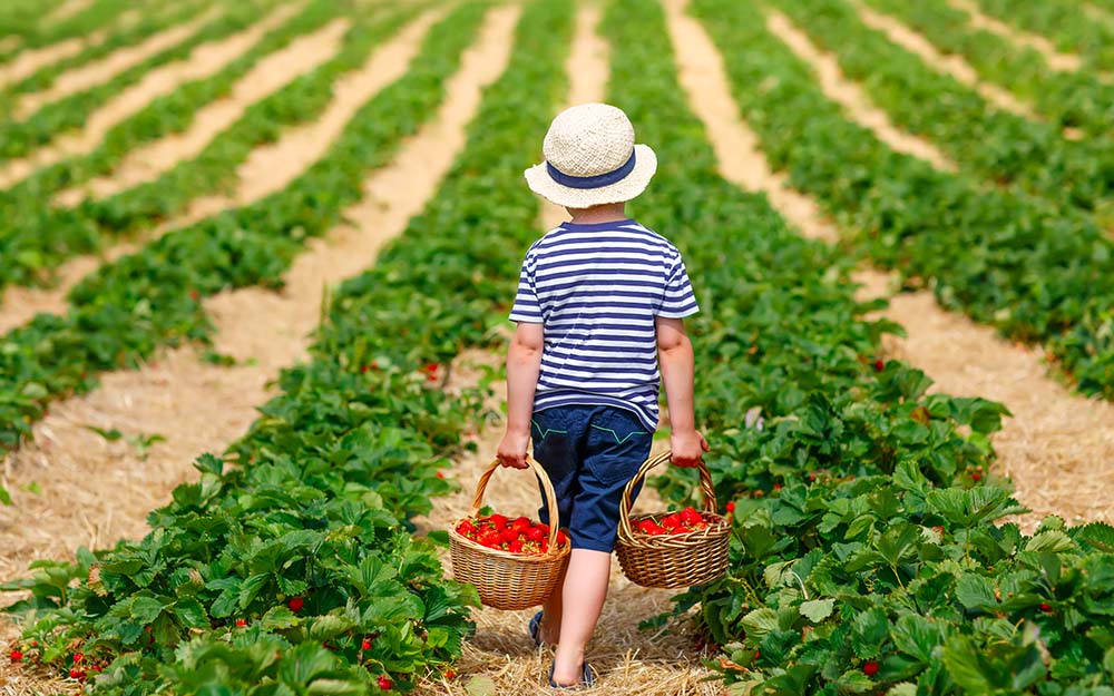 Tip na rodinný výlet: Samosběr jahod