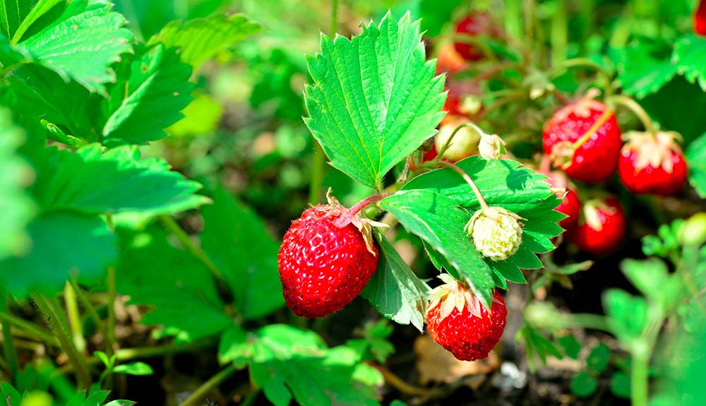 Kdy a jak na výsadbu jahod