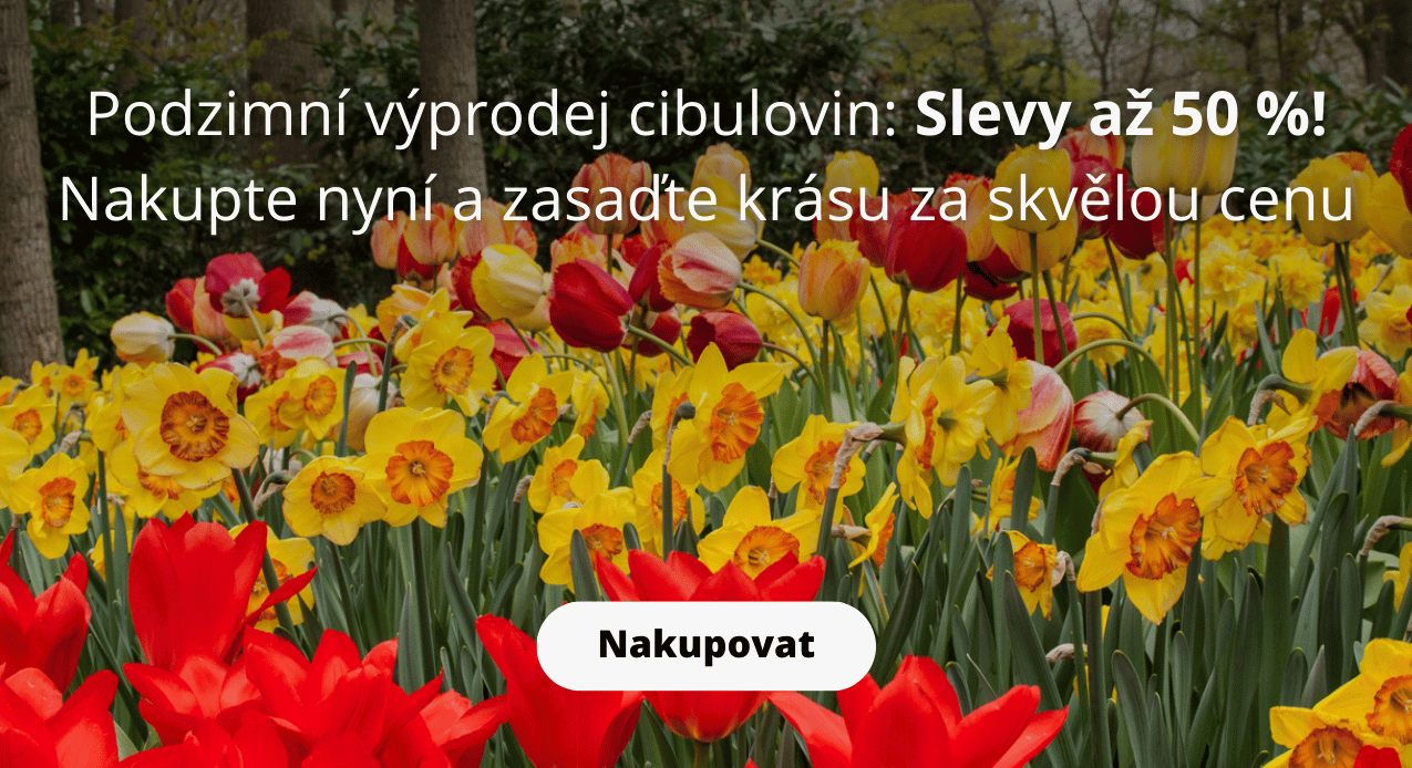 Vyprodej cibuloviny