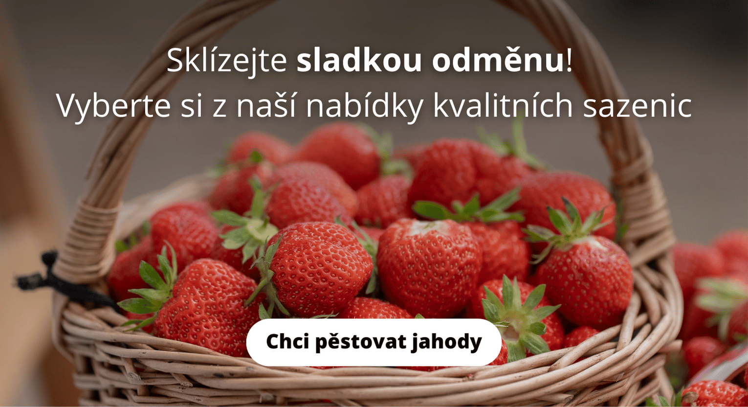 Nabídka našich kvalitních frigo sazenic jahodníků.