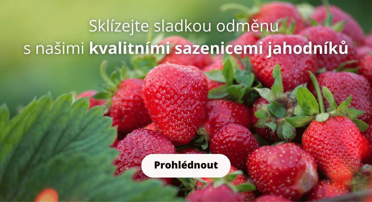 Nabídka našich kvalitních frigo sazenic jahodníků.