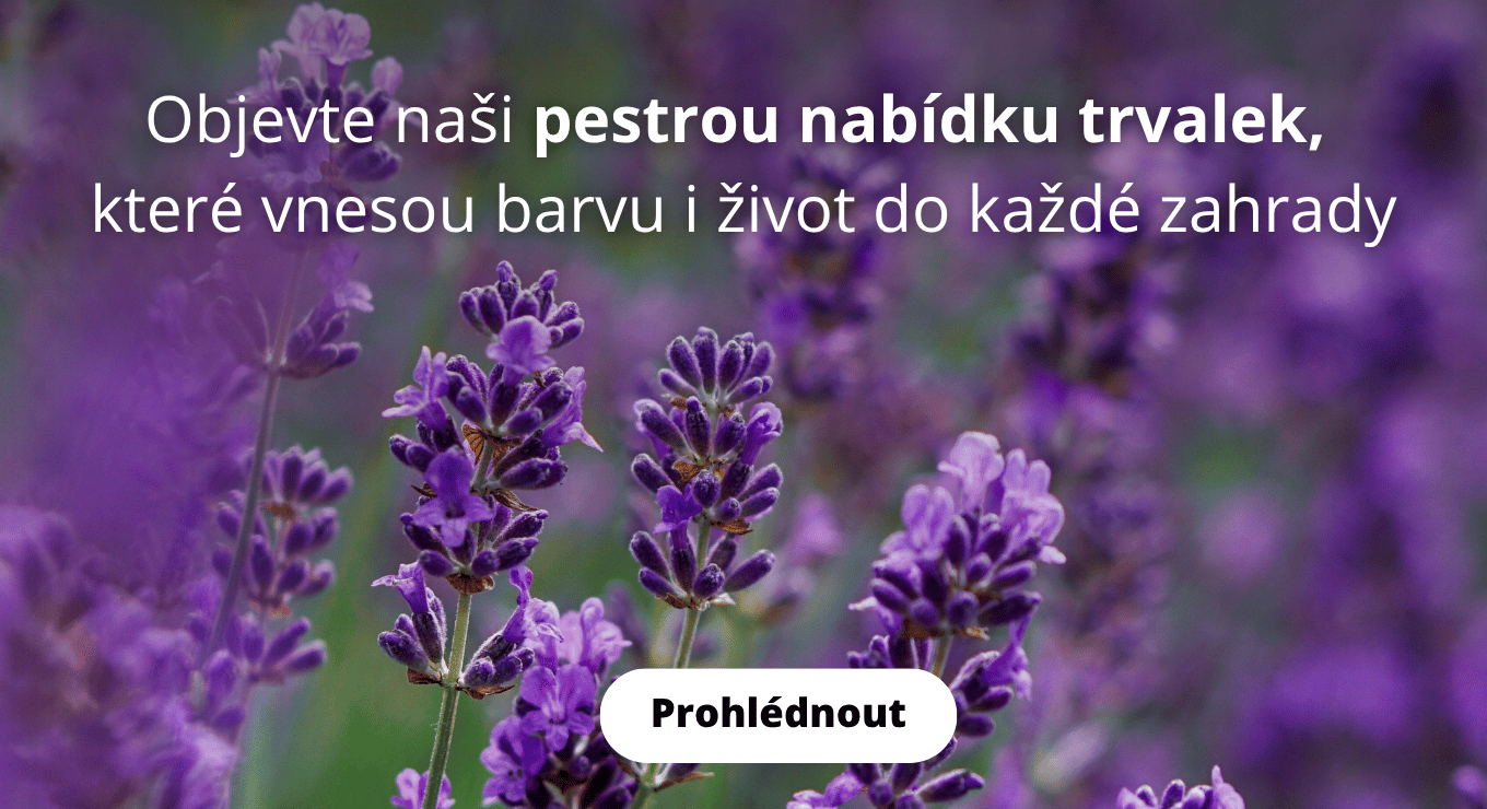 Nabídka trvalek pro každou zahradu