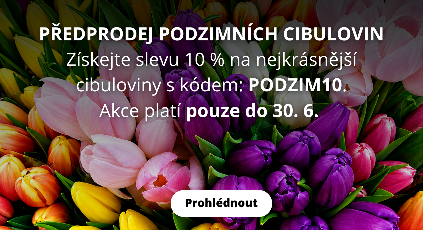 předprodej podzimní cibuloviny