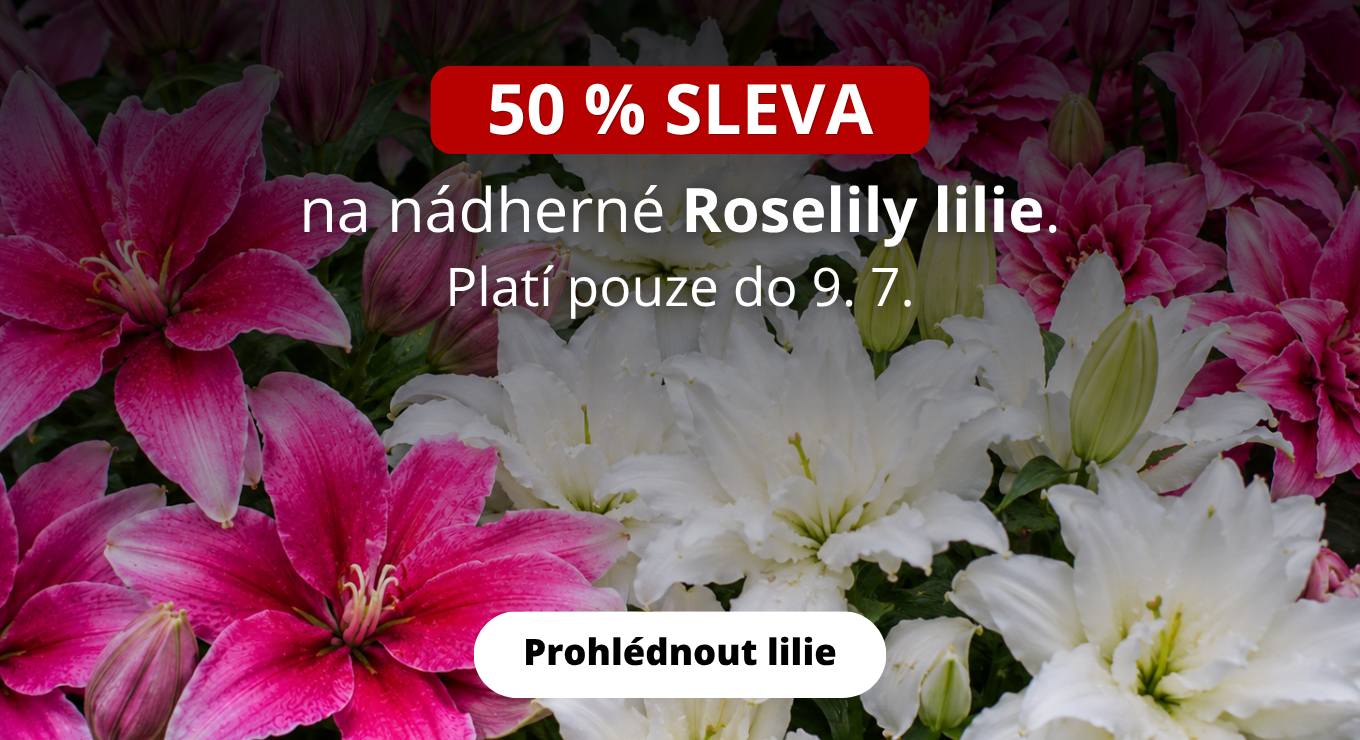 roselily lilie 50 % sleva