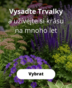 Trvalky v květináči
