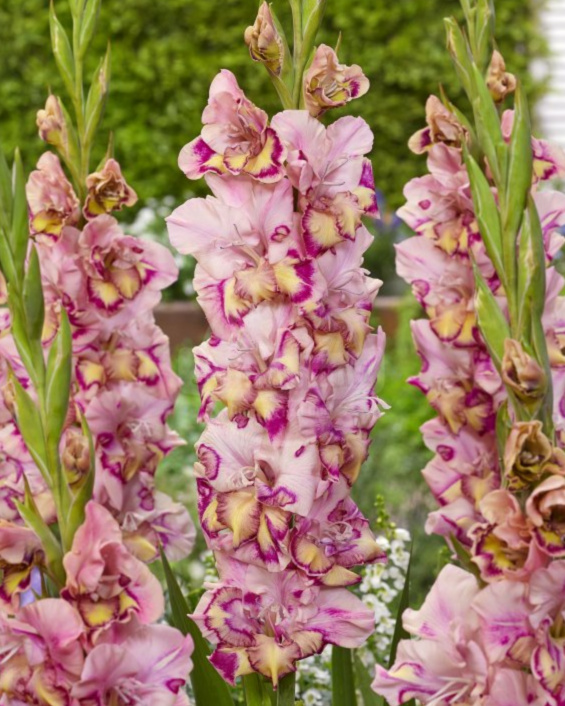 Gladioly Prodej (gladiol prodeji, 10-15 menší, bohaté kvetení) Gladioly Prodej