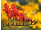 Montbrécie - Crocosmia