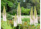 Liliochvostce - Eremurus