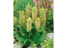 Chocholatice - Eucomis