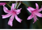 Nerine