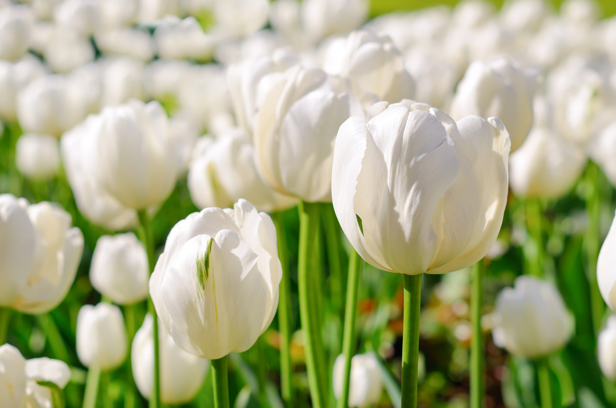 Bílé tulipány kvetoucí na louce za slunečného dne.