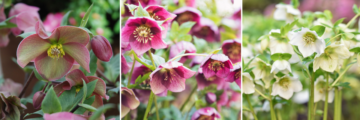 koláž čemeřice, květy čemeřice, čemeřice růžová