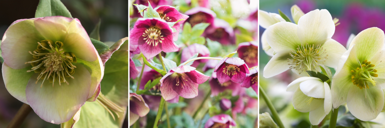 koláž detaily květů čemeřice, bílá, růžová a zelený květ