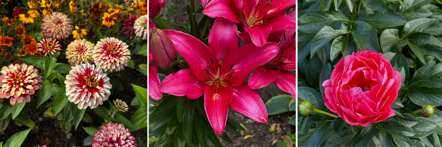 kolaz-cibuloviny-lilie-pivonka-jirina