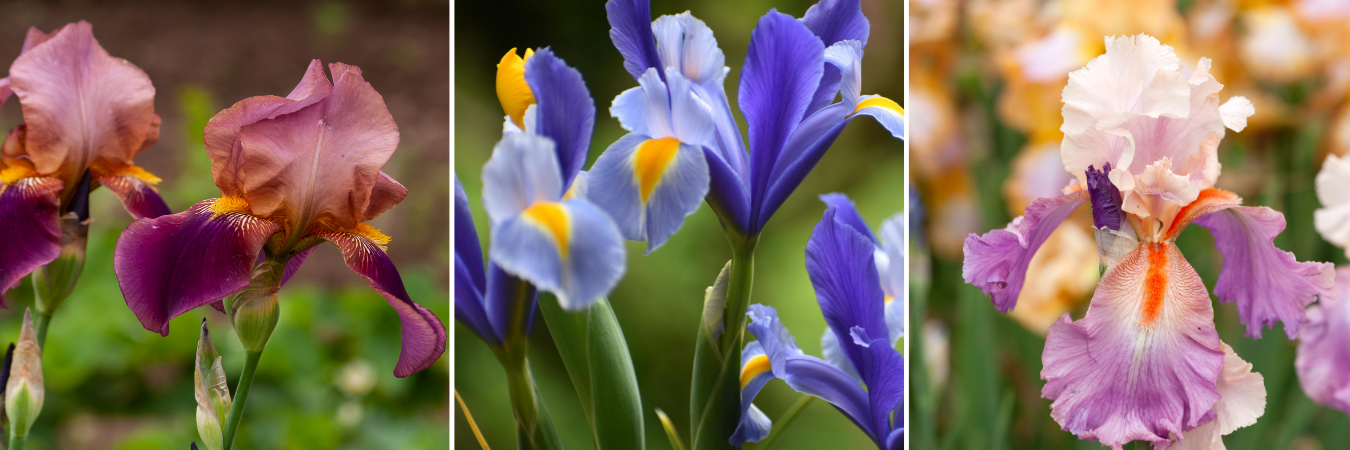 koláž kosatce: kosatec růžový, kosatec fialový, kosatec bílý