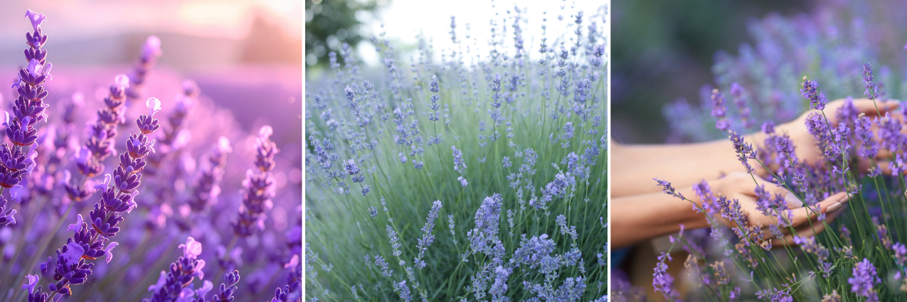 Koláž různé druhy levandulí, levandule úzkolistá, levandule lékařská
