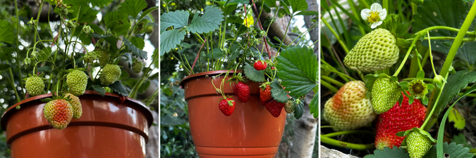 kolaz-previsle-jahody