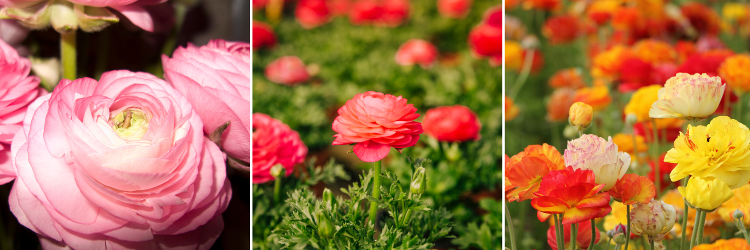 Koláž detaily květů pryskyřníků v barvách růžové, červené, žluté a oranžové