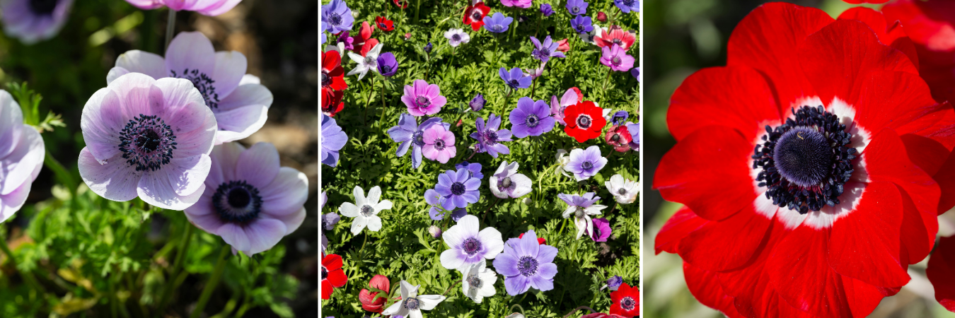 Koláž květy sasanky věncové