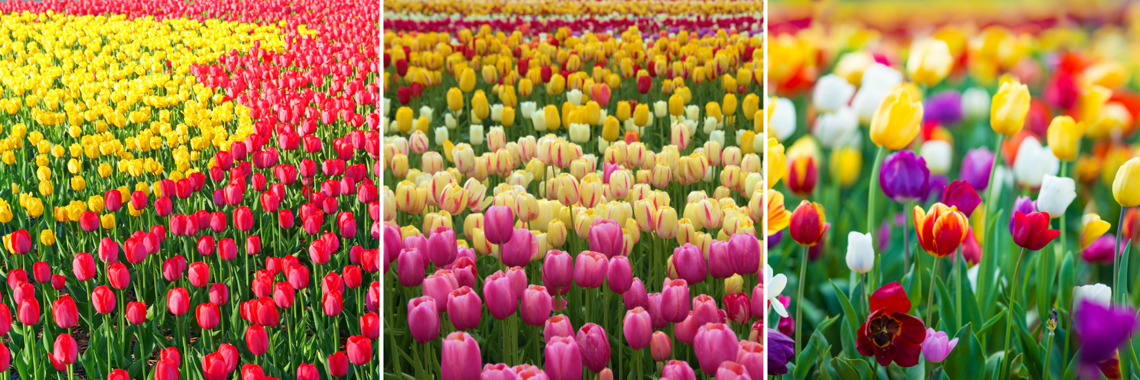 koláž různobarevné tulipány