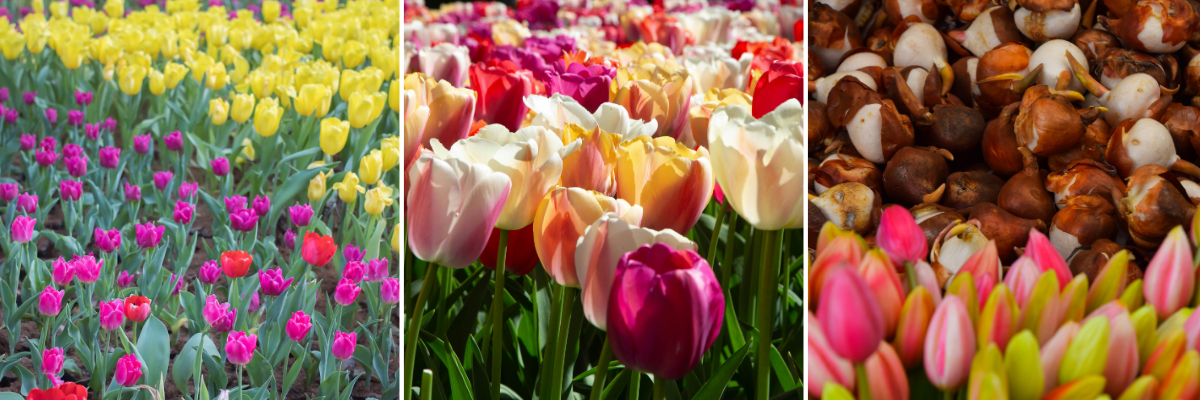 Koláž barevné tulipány, cibulky tulipánů