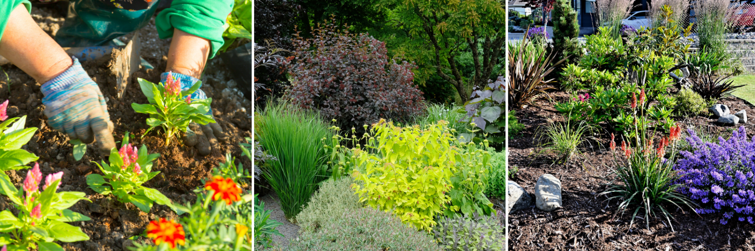koláž výsadba trvalkového záhonu