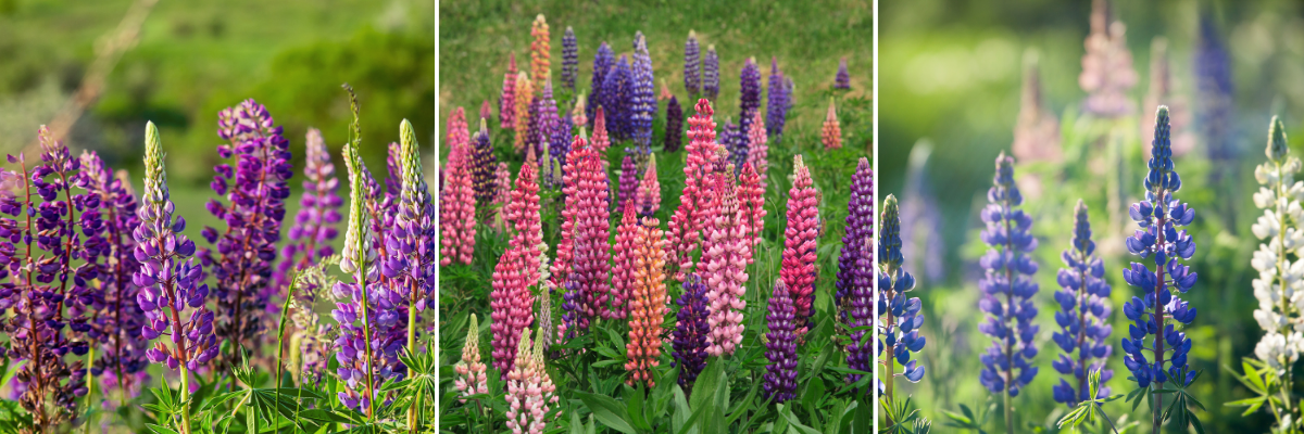 koláž květy vlčího bobu zblízka v barvách růžových, fialových a bílých