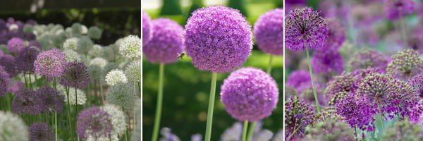 koláž s detaily květů okrasných česneků ve fialové a bílé