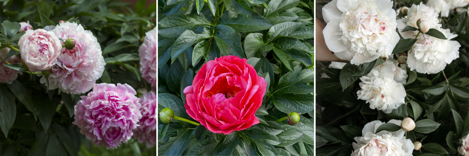 koláž_pivonky_paeonia