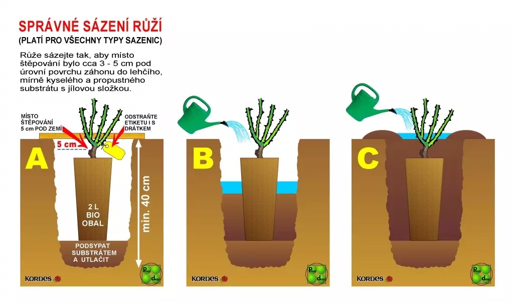 Jak hluboko se sází růže?