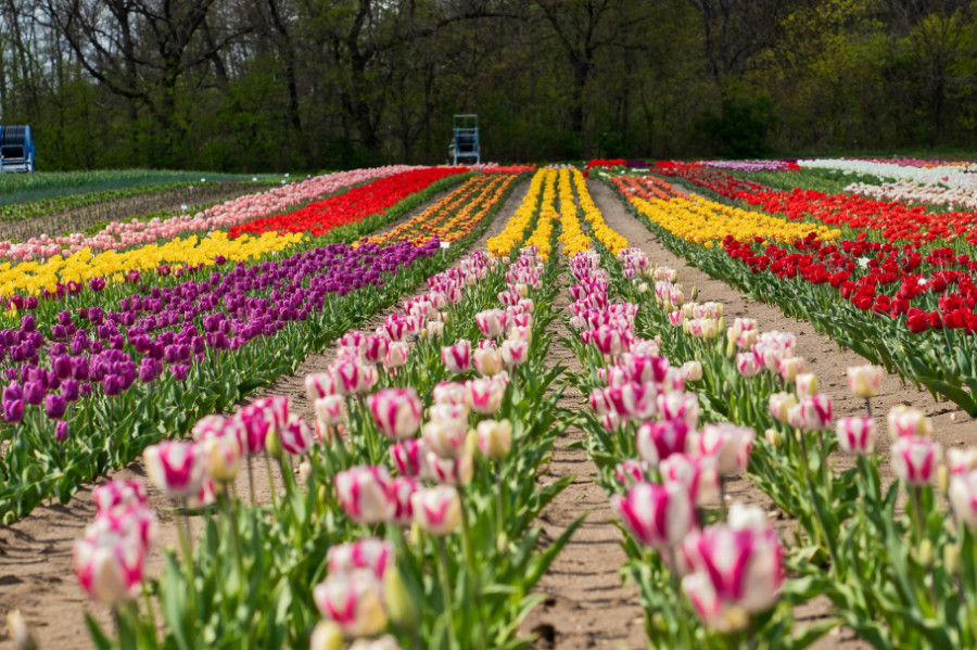Fotografie tulipánů s různými druhy a barvami.