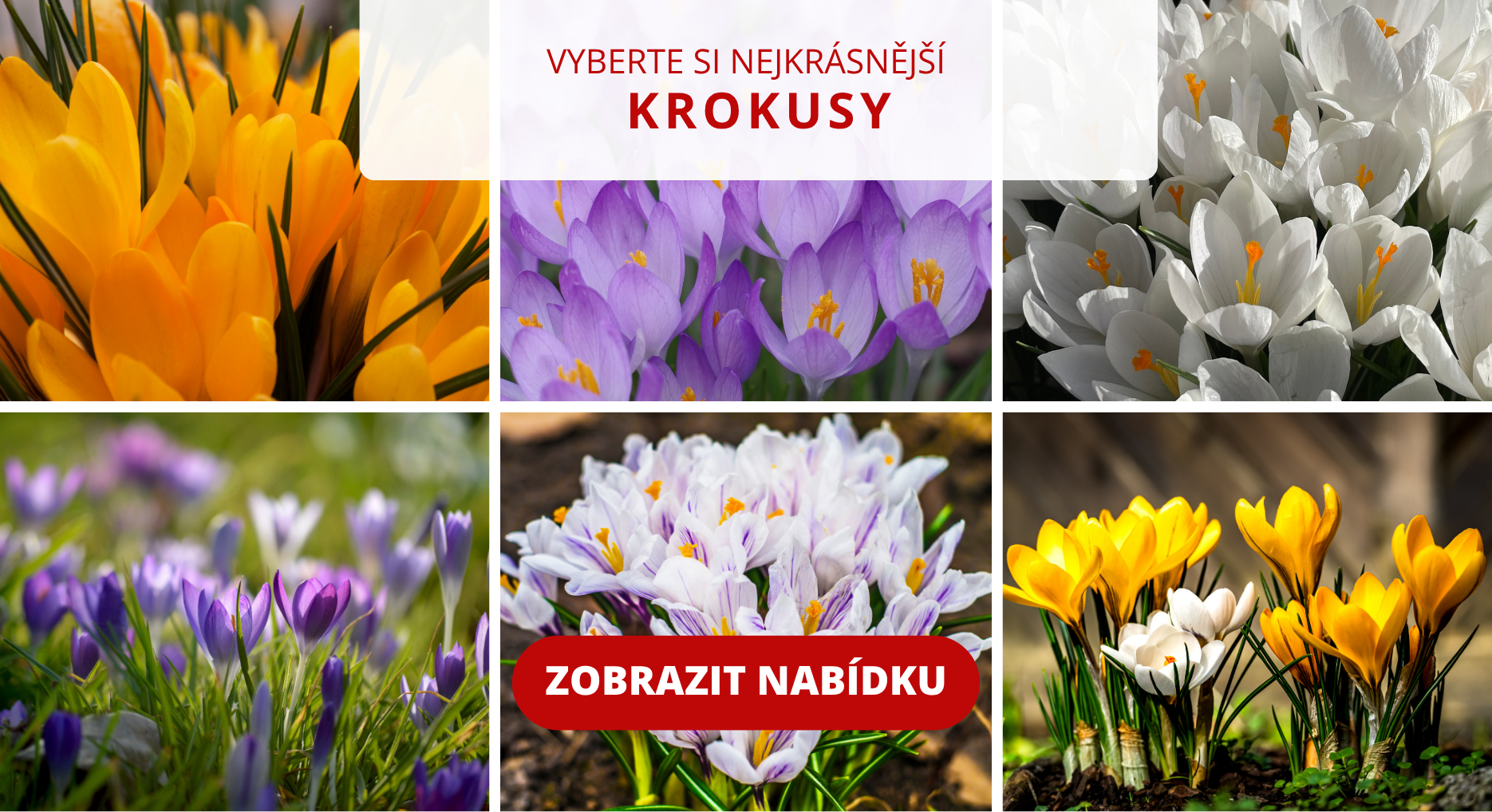 banner krokusy