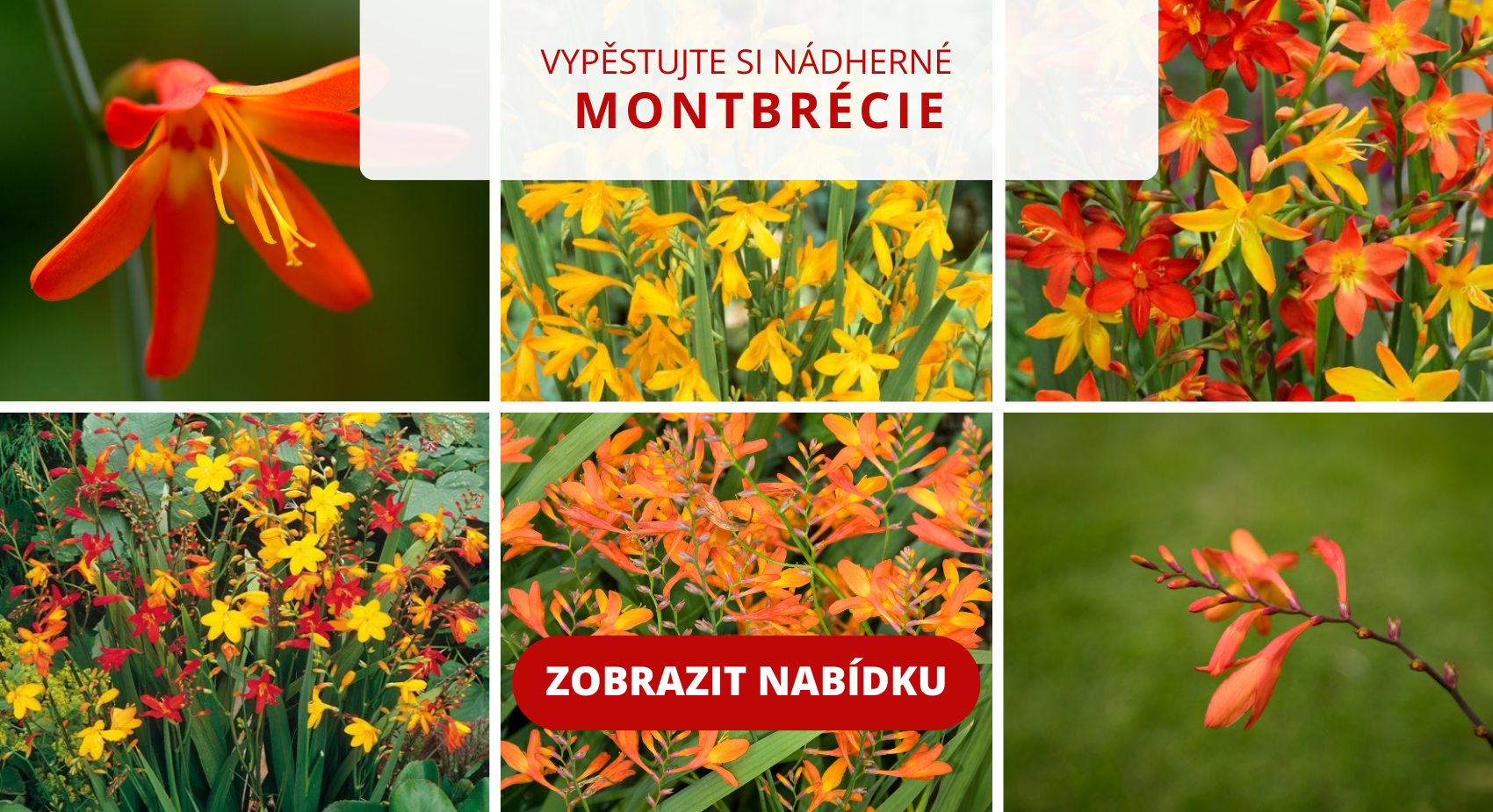 banner_Montbrecie_Crocosmia