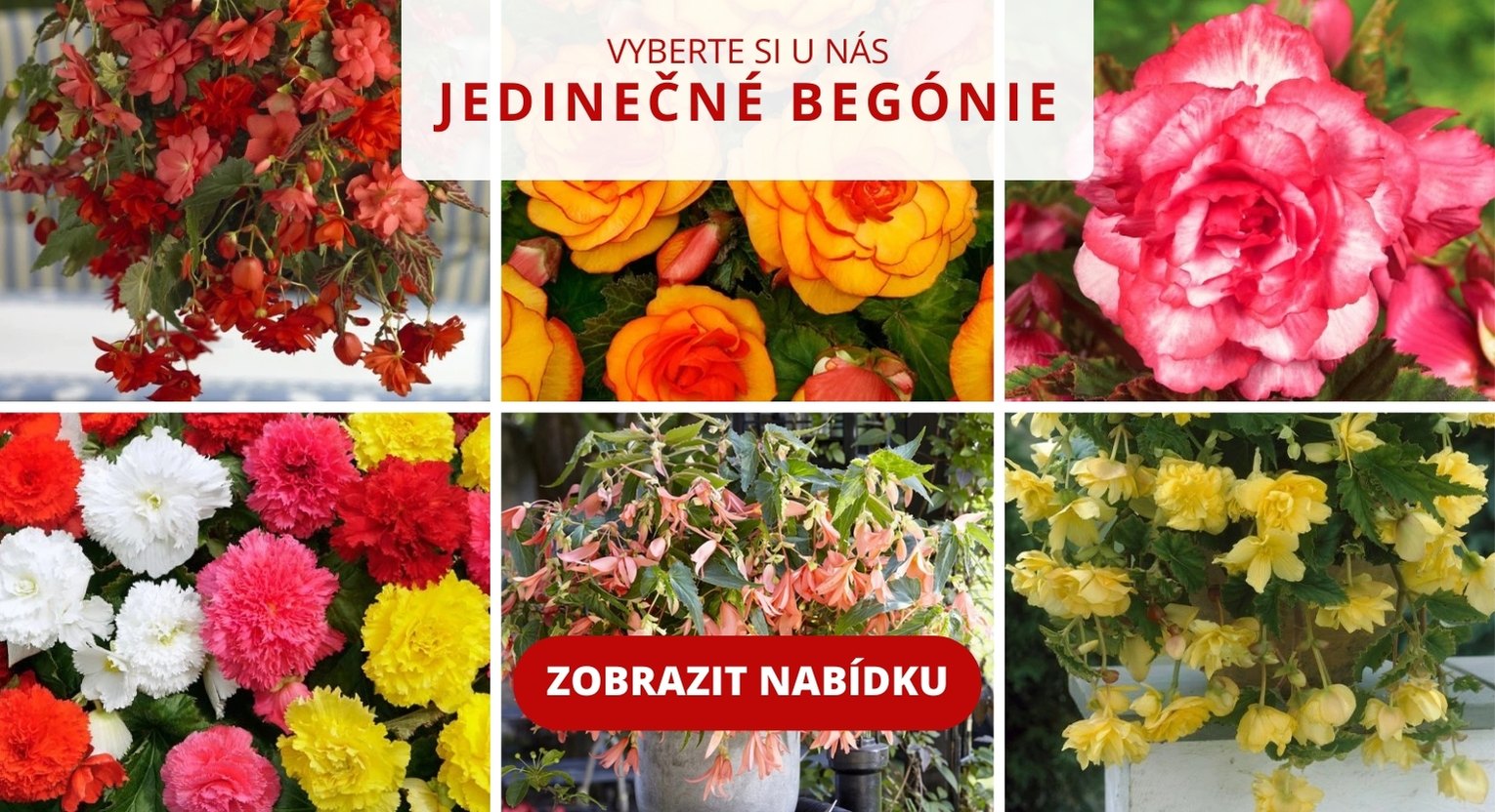 Výběr z naší nabídky begónií.