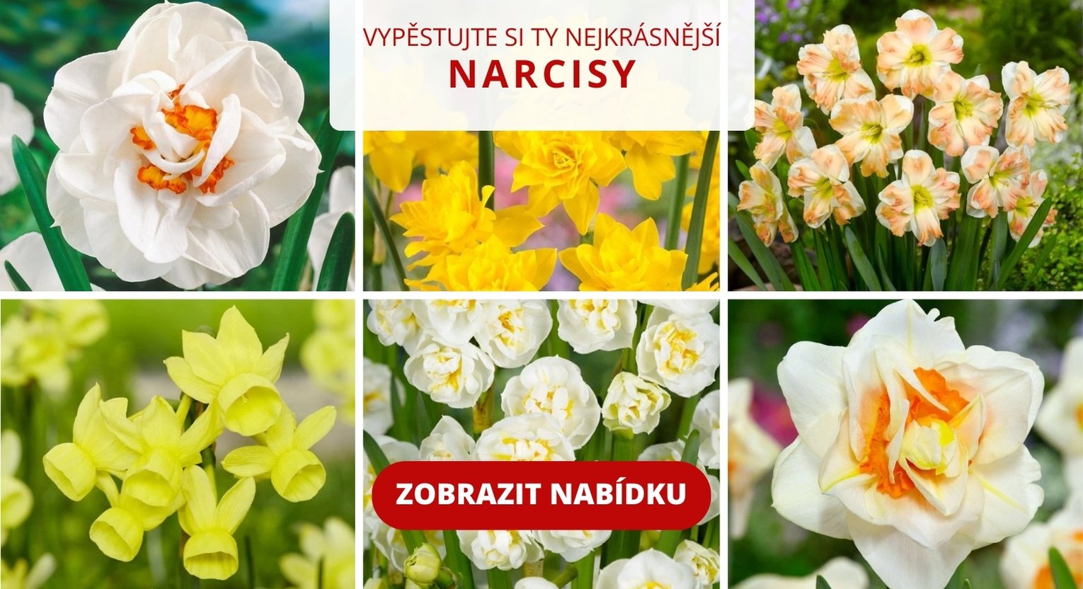 Ukázka naší nabídky narcisů.
