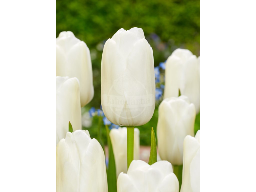 FA 21 0184 Tulipa White Proud