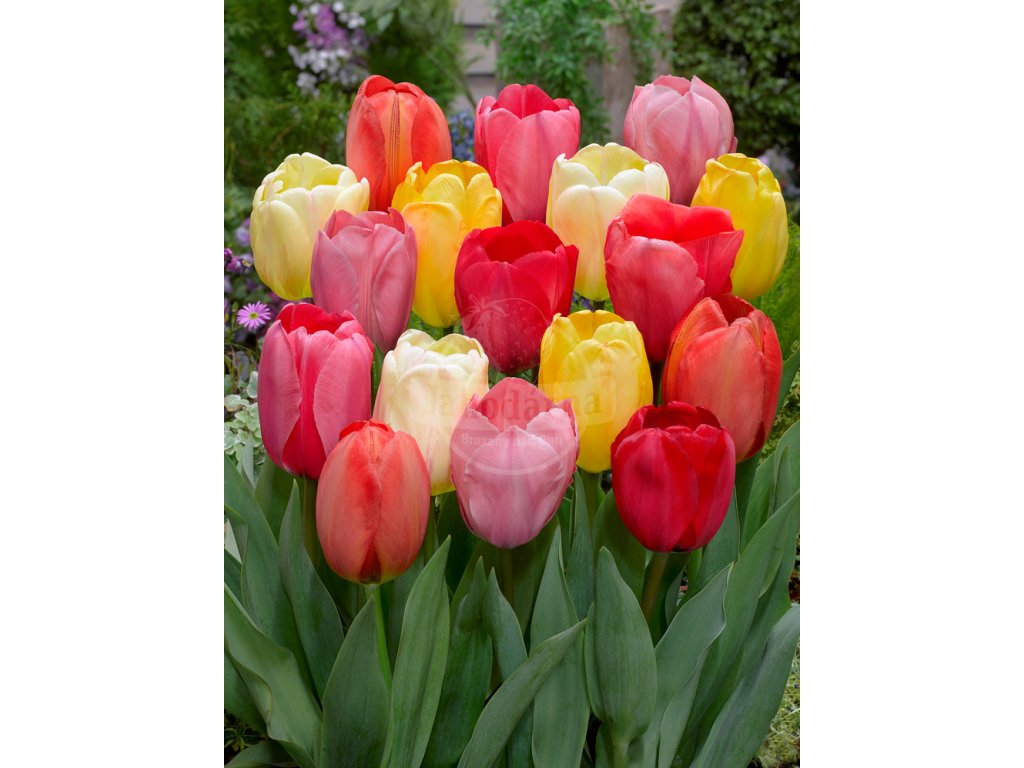 Mix darwinových tulipánů 30 ks (Velikost hlíz 12+)