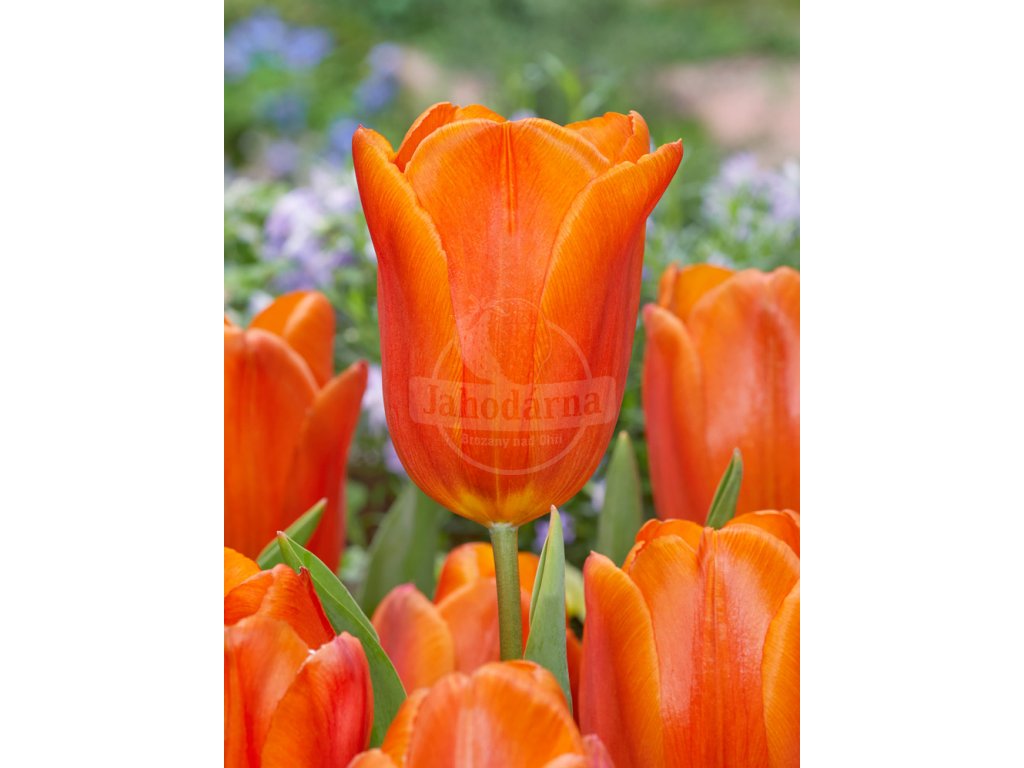 FA 20 0272 Tulipa Prinses catharina amalia