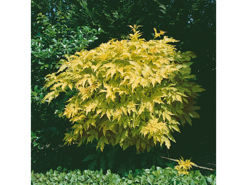 Tavola kalinolistá 'Dart's Gold'