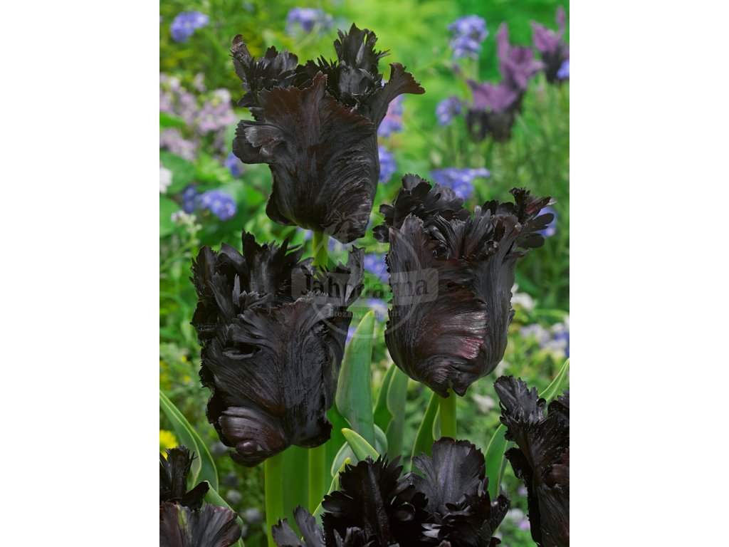3530 1 tulipan black parrot 5 ks
