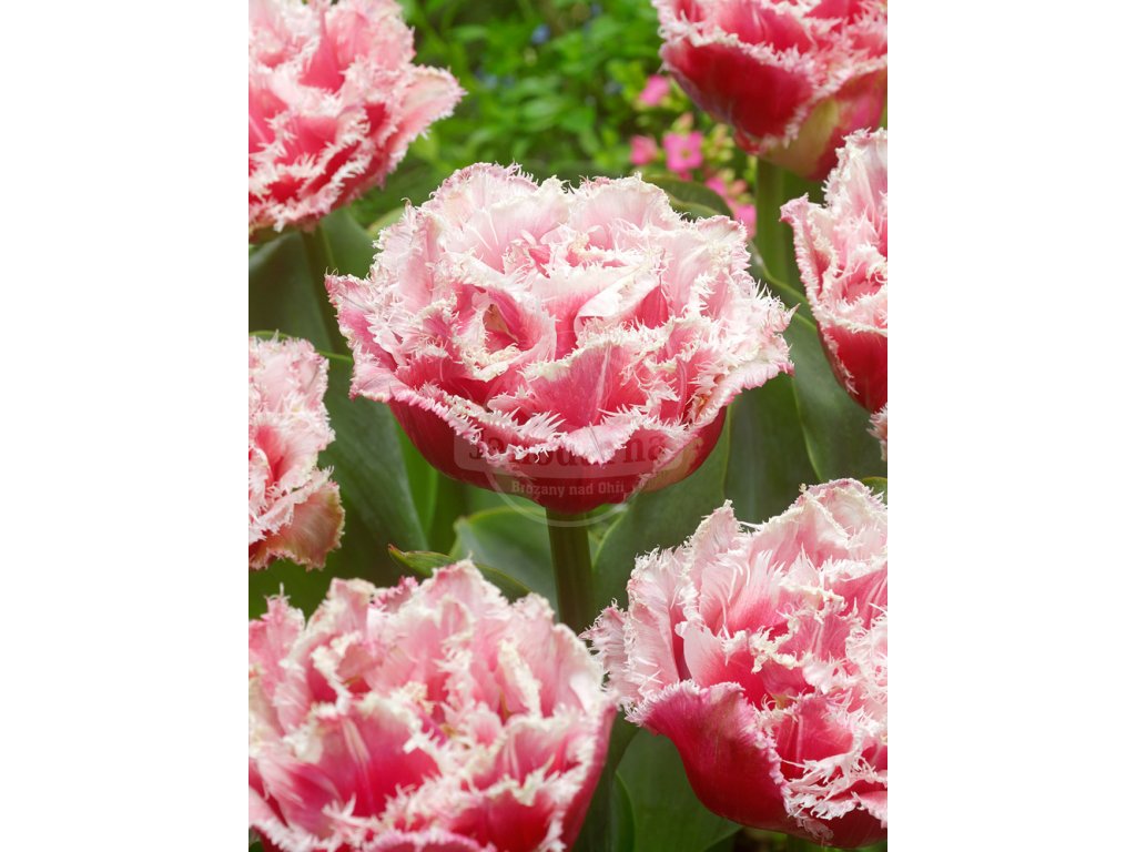 3611 1 tulipan queensland 5 ks