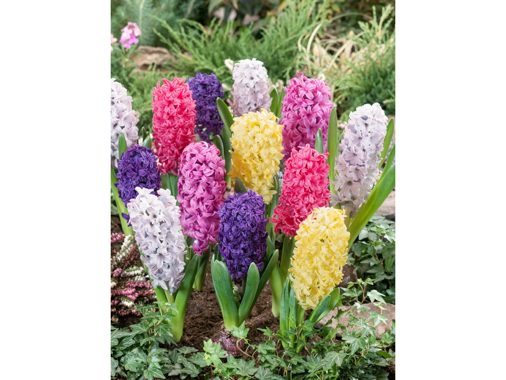 Mix hyacintů 20 ks Jahodárna Brozany