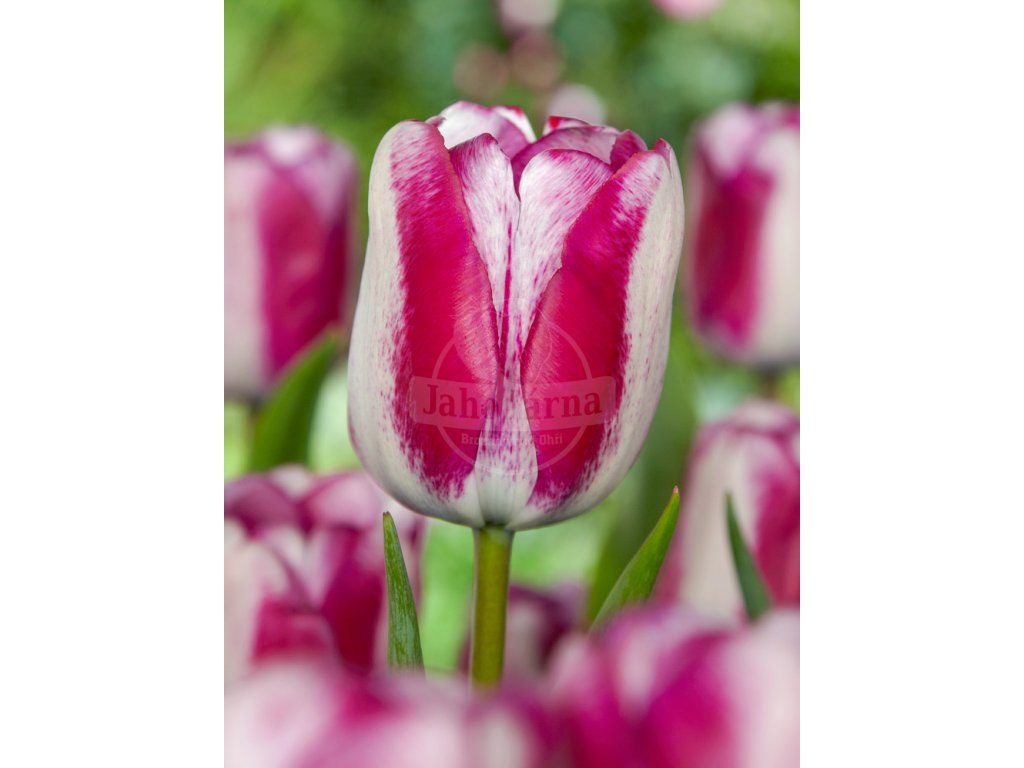 4055 1 tulipan hotpants 5 ks