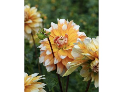 83D01C49 541C 459D B96D A764EFF122C8